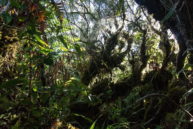 Hike: Bélouve Rainforest and Trou De Fer - Pricing and Payment