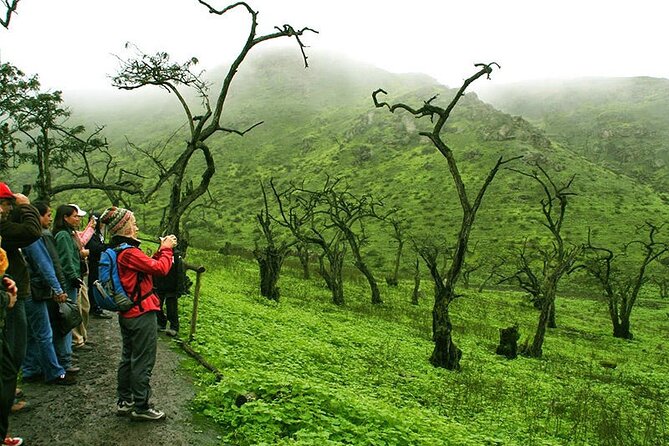 Hiking in Lima, Lomas De Lachay - Wildlife and Ecosystem