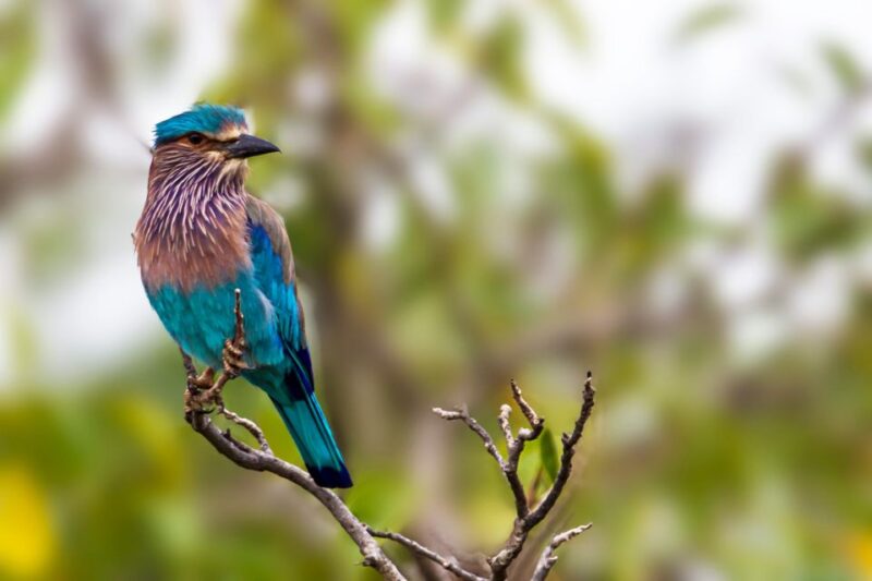 Hikkaduwa: Yala & Udawalawe Safari Day Trip With Picnic - Experience Details