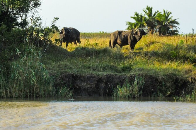 Hippo and Croc Boat Cruise in Saint Lucia With Pick-Up - What to Bring