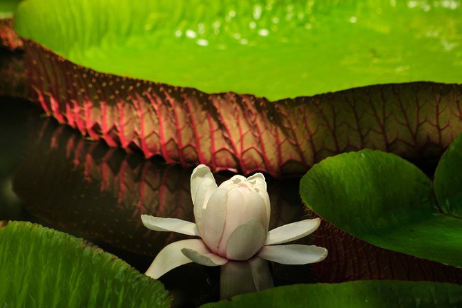 Historical Guided Day Tour : City - Sugar World - Botanical Garden - Citadelle and Port Louis
