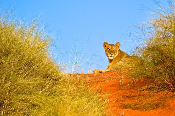 Hluhluwe Imfolozi Safari & St Lucia Boat Safari Day Tour From Durban - Big 5 Safari in Hluhluwe-Imfolozi