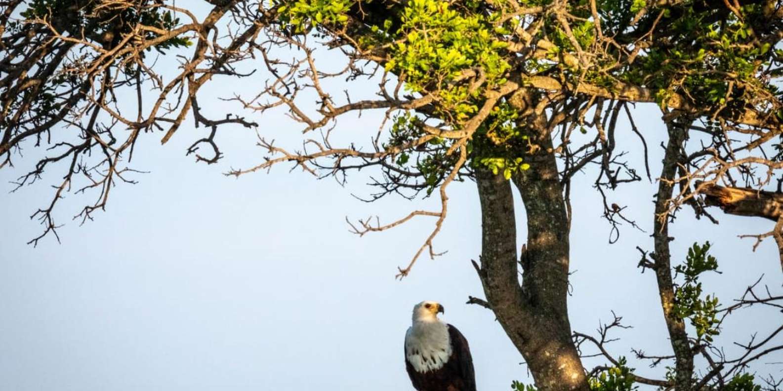 Hoedspruit: Evening Safari In Greater Kruger Private Reserve - Sundowner and Snacks