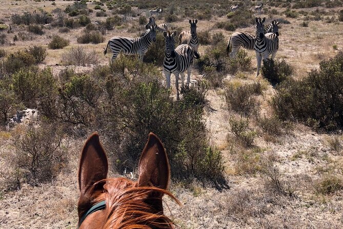 Horse Safari & Beach Ride Western Cape - Guest Experiences and Reviews