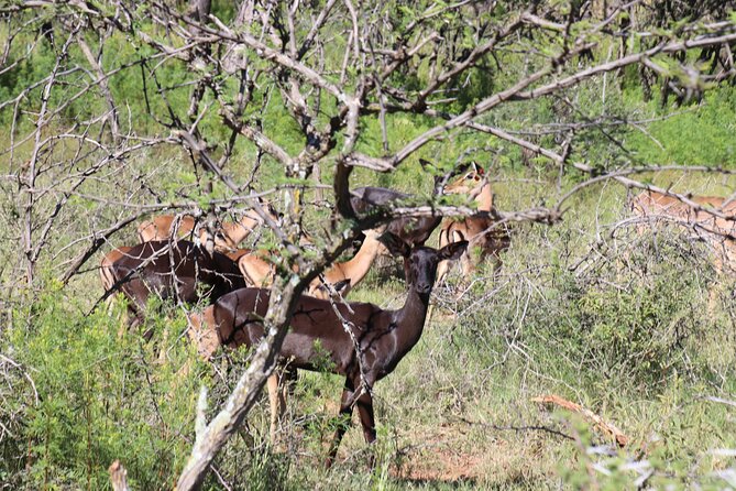 Horseback Safari Adventure in Hartbeespoort From Johannesburg - Reviews and Customer Experiences