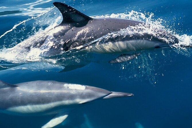 Hurghada Boat Trip to See Dolphins With Snorkeling and Lunch - Dining and Refreshments
