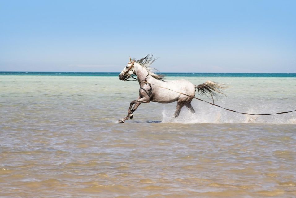 Hurghada: Horse Ride Along the Sea & Desert With Transfers - Safety and Equipment