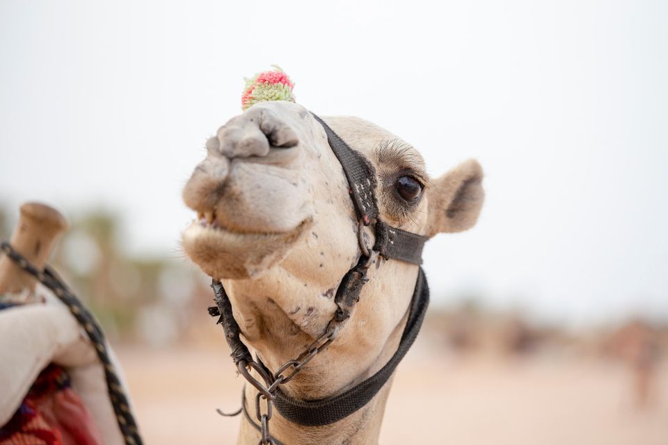 Hurghada: Private ATV Adventure Bedouin Village & Camel Ride - Safety Measures