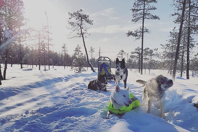Husky Sledding Tour - Shared Experiences and Moments