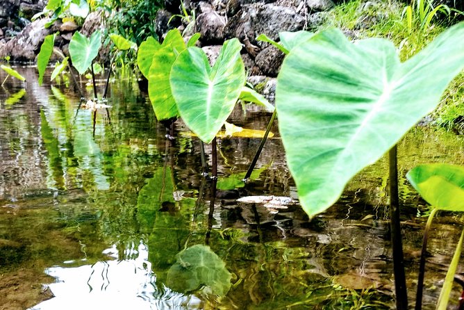 Iao Needle Gardens Streams Rainforest Walk & Bg Green Seaturtles - Transportation and Accessibility Details