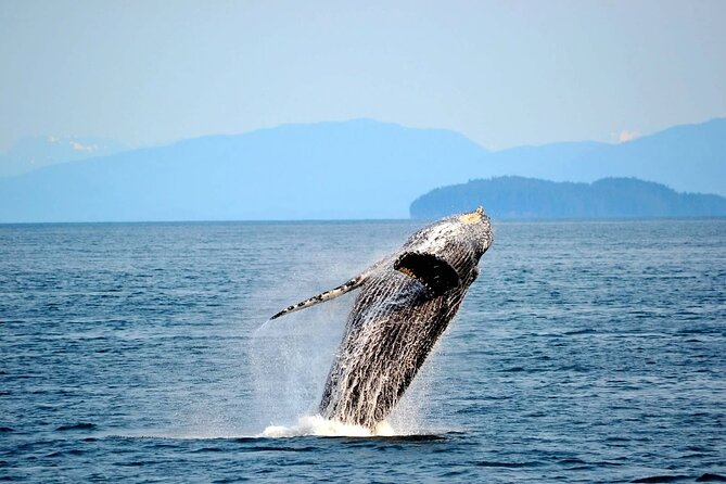 Icy Strait Whale & Wildlife Endeavor - Accessibility Information