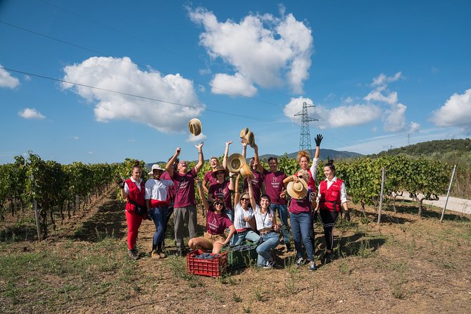 In a Carriage Among the Vineyards, Visit of the Cellar, Tasting of Organic Wines. - Operating Hours