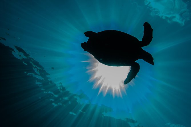 Introduction Diving at Coral Reef With Instructor - 40 Minutes - Customer Experiences