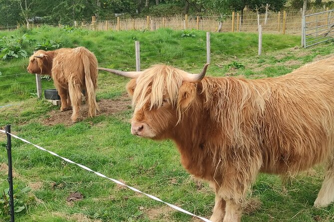Invergordon Shore Excursion Highland Bucket List Tour - Discovery at Urquhart Castle