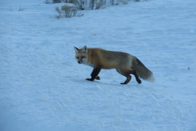 Jackson Hole & Grand Teton Park - Half-Day Wildlife Tour - Morning - Cancellation and Confirmation