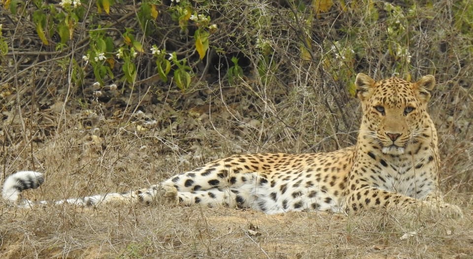 Jaipur: Private Guided Safari at Amagarh Leopard Reserve - Safari Recommendations