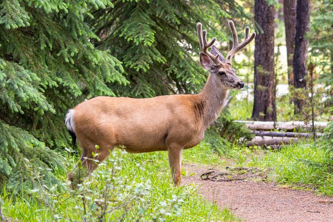 Jasper Wildlife and Waterfalls Tour With Maligne Lake Hike - Tour Inclusions
