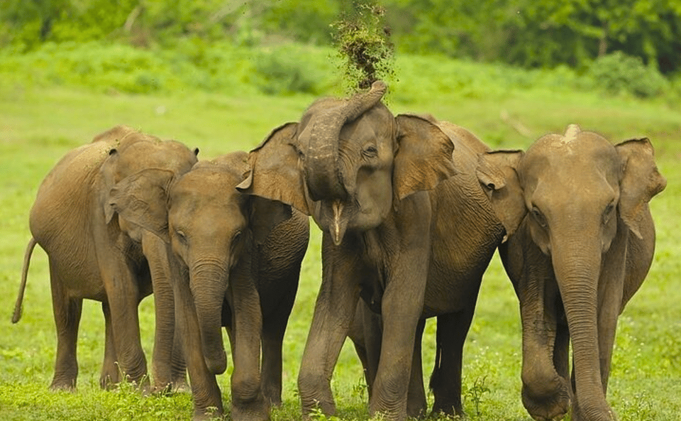 Jeep Safari to Udawalawa National Park From Colombo - Elephant Transit Home