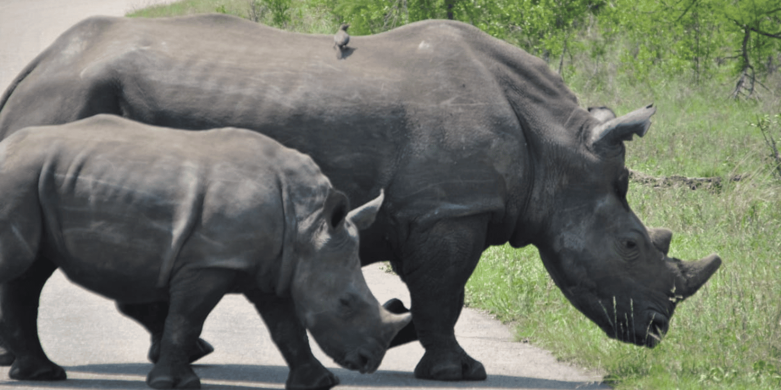 Johannesburg: 3-Day Kruger National Park and Panorama Route… - Excluded Considerations