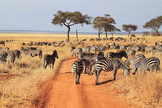 Joining Safari Three Days From Mwanza - Accommodation Options