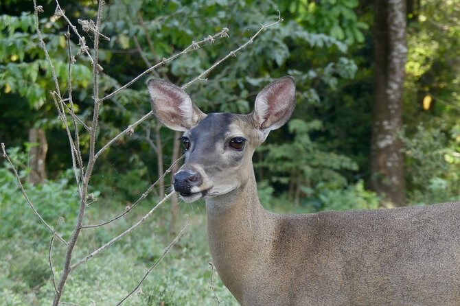 Jungle Safari in Playa Samara - Meeting and Logistics