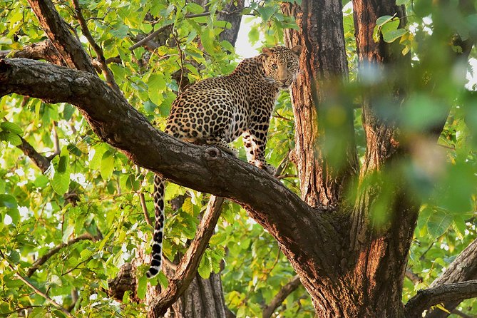 Kabini Nagarhole National Park From Bangalore - Traveler Reviews and Ratings