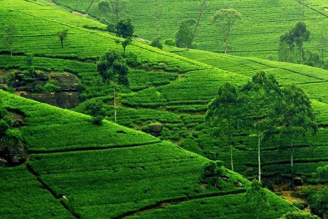 Kandy City Tour - Service Quality Highlights