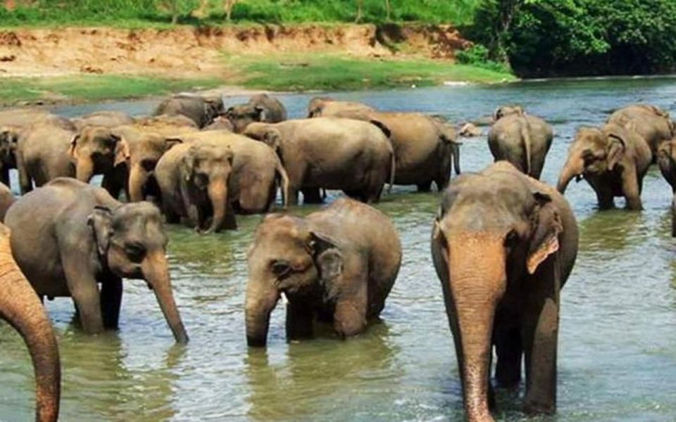 Kandy to Pinnawala Elephant Orphanage by Tuk - Included and Excluded Services