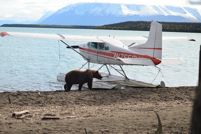 Katmai Brooks Falls Bear Experience - Guest Reviews and Feedback