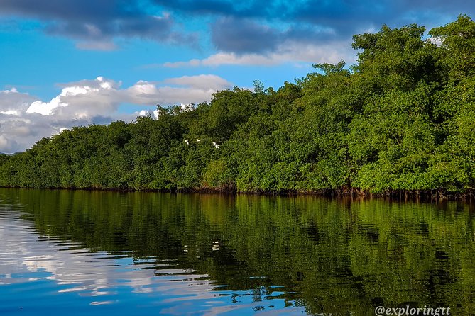 Kayak Adventure in the Second Largest Swamp of Trinidad and Tobago - Diverse Bird Species Sighting
