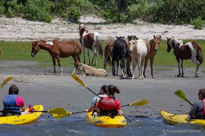 Kayak Tour Along Assateague & Chincoteague Island, Virginia - Essential Packing Tips