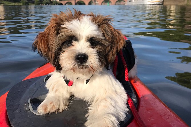Kayak Tour in Heidelberg on the River Neckar - What to Bring and Wear