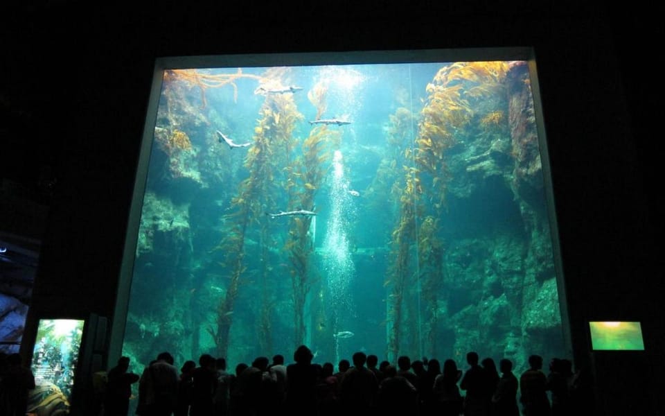 Kenting: National Museum of Marine Biology & Aquarium - Interactive Touch Pool