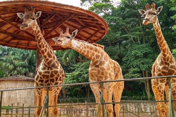 Kids & Family – Full Day Private Guided Tour in São Paulo - Experienced Bilingual Guide