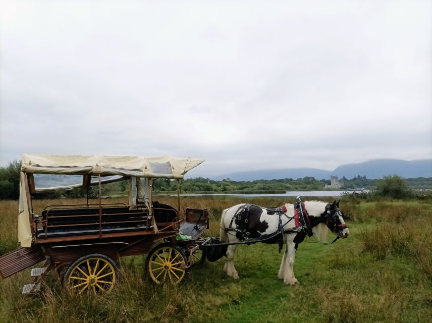 Killarney: Killarney National Park Private Tour - Booking and Cancellation Policy