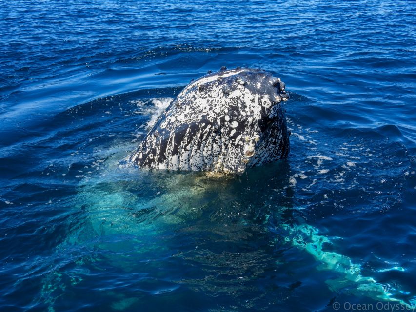 Knysna: Close Encounter Whale Watching Tour by Boat - Vessel and Navigation