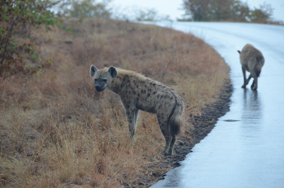 Kruger Morning Game Drive From Marloth Park & Komatipoort - Inclusions and Exclusions