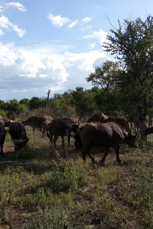 Kruger National Park: 4-Day Private Safari Tour - Panorama Route Exploration