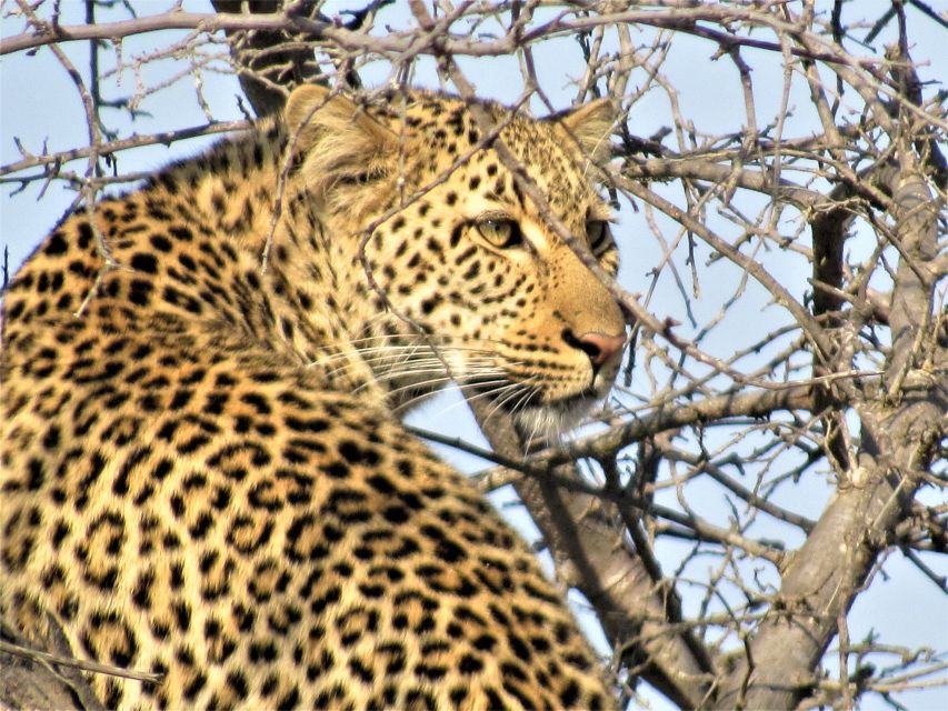 Kruger National Park Afternoon Safari - Flexible Booking and Cancellation Policy