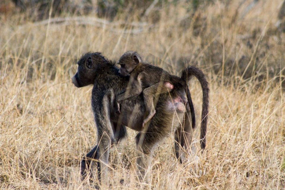 Kruger National Park Full-Day Safari - Discovering Bushman Rock Paintings