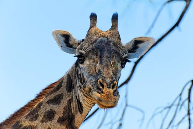 Kruger National Park Full Day Tour Minimum 2people - Tips for a Great Tour
