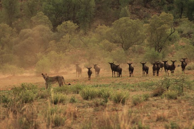 Kruger National Park Private Full-Day Safari - Private Safari Vehicle & Guide - Accessibility and Booking Information