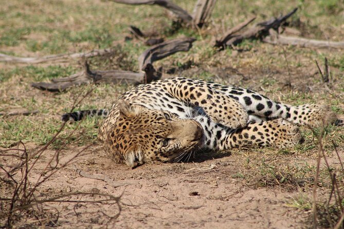 Kruger National Park, Safari Game Drive. - Tour Logistics and Accessibility