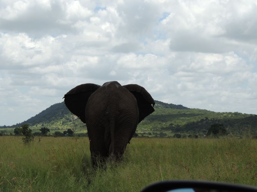 Kruger National Park: Wildlife-Watching Safari - Early Morning Safari Adventure