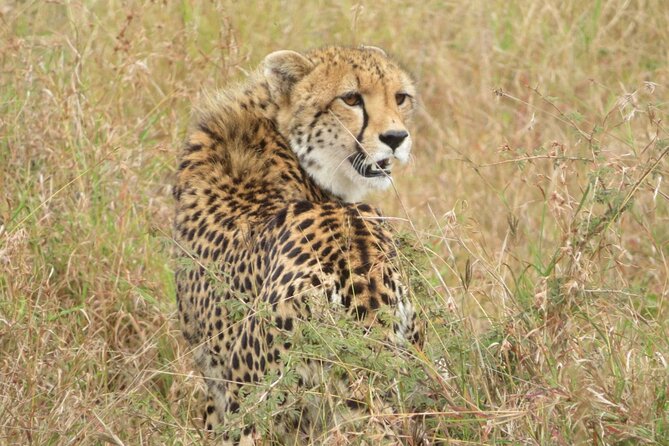 Kruger Park 2-Day Safari From Maputo (Open-Backed Safari Vehicle) - Accommodation Details