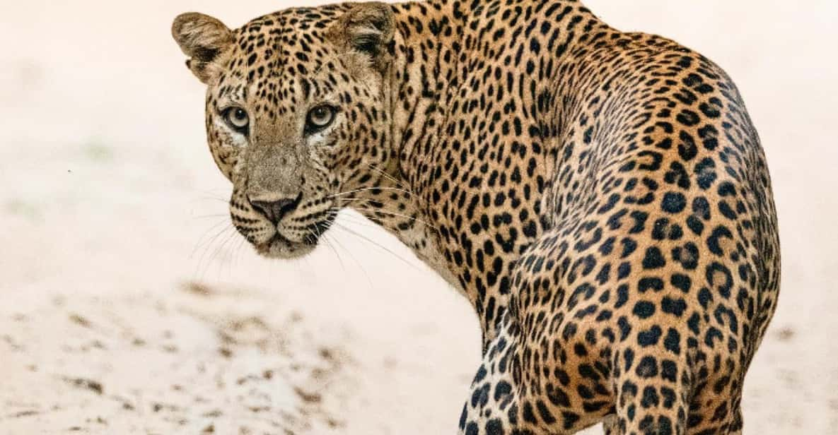 Kumana National Park: Morning Afternoon Leopard Safari (6h) - Pickup and Drop-off Locations