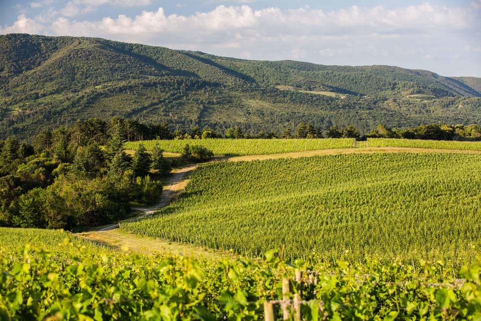 Languedoc: Terroir Tour & Tasting at Domaine De Baronarques - Customer Feedback