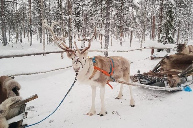 Lapland Reindeer Safari From Levi - Interaction With Reindeer and Cultural Insights