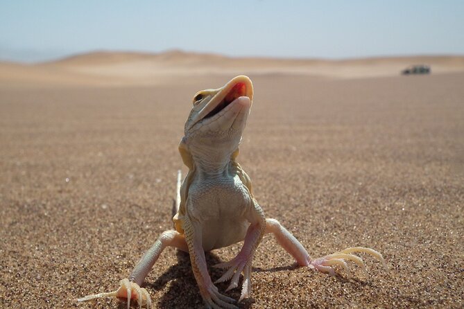 Living Dunes Experience From Swakopmund - Booking Information and Pricing