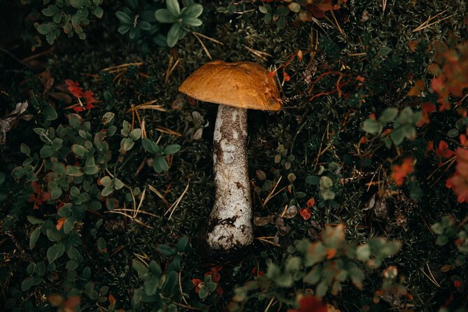 Living off the Land, Foraging Tour in Rovaniemi - Local Cuisine
